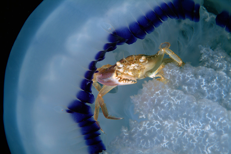 Liocarcinus vernalis su Rhizostoma pulmo